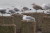 Ring-billed Gull at Shoebury East Beach (Mike Bailey) (44846 bytes)